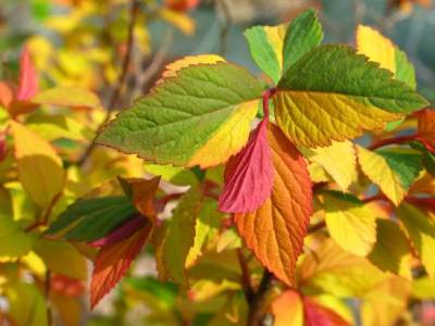 CouLeUReEeeeeeEEeeEEEeeeee........ !!